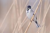 rietgors (Emberiza schoeniclus) 3-2018 2261